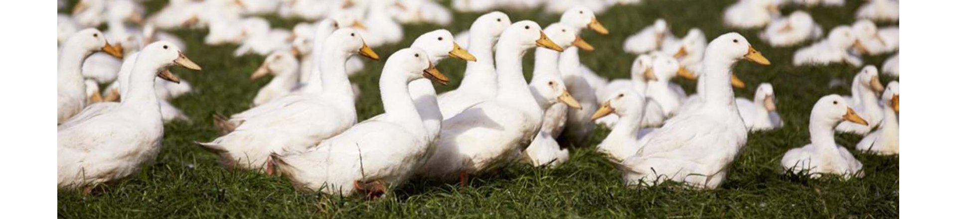 Økologiske ænder og gæs