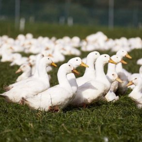 Dansk økologisk and