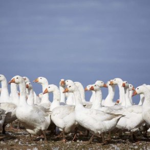 Dansk økologisk gås
