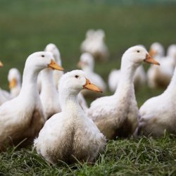 FORUDBESTILLING: Dansk kologisk and til JUL