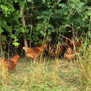 Brune g fra hns der gr udendrs