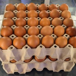 Brune g fra frilandshns