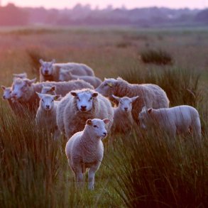 �kologisk lammekrone