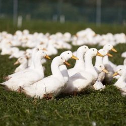 FORUDBESTILLING: Dansk kologisk and til JUL