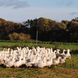 FORUDBESTILLING: Dansk kologisk gs til MORTENSAFTEN