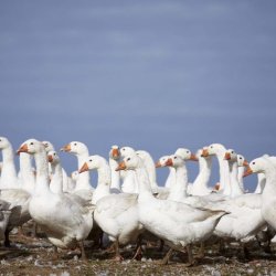 FORUDBESTILLING: Dansk kologisk gs til MORTENSAFTEN