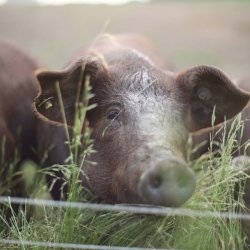Dansk ribbensteg Duroc
